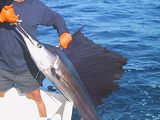 Pez Vela - catch & release fishing