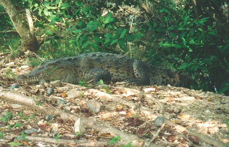 Crocodile in La Ropa estuary, Zihuatanejo, Mexico